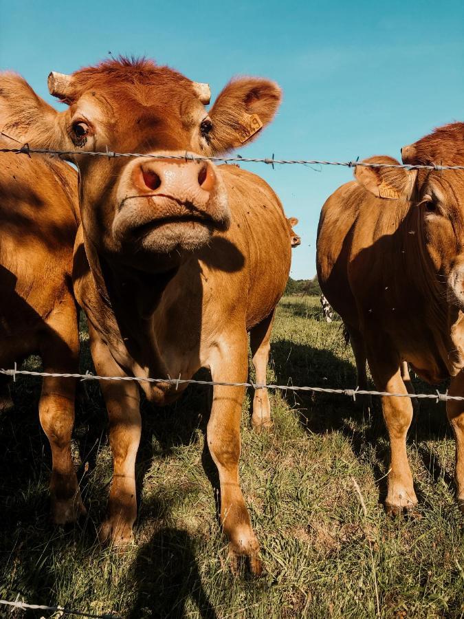 La Ferme Du Pont De Maumy, Cabane Au Bord De L'Etang Et Bain Nordique Busserolles Eksteriør bilde